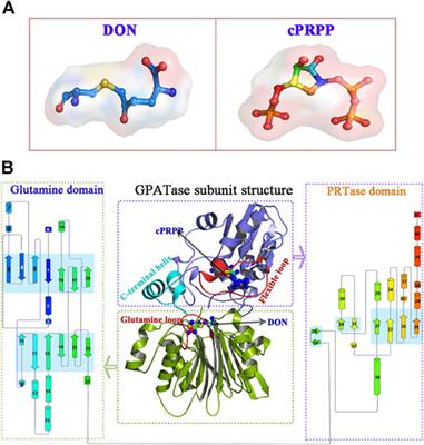 Conformational Changes of Glutamine 5′-Phosphoribosylpyrophosphate Amidotransferase for Two Substrates Analogue Binding: Insight from Conventional Molecular Dynamics and Accelerated Molecular Dynamics Simulations